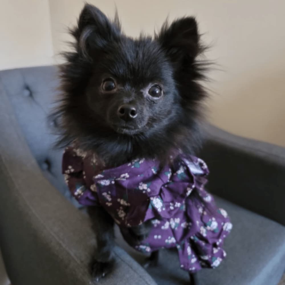 Marcie, the black Pomeranian, poses on the chair in a purple flowered dress.
