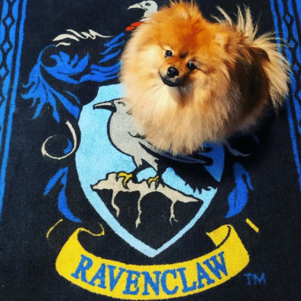 Thor, Pomeranian god of thunder, gazes up at the camera from a Ravenclaw carpet.